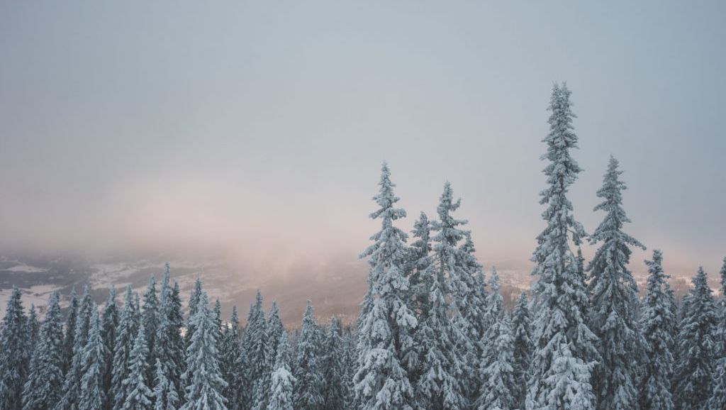 Vinterkledde trær